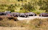 TANZANIA - Serengeti National Park - 020